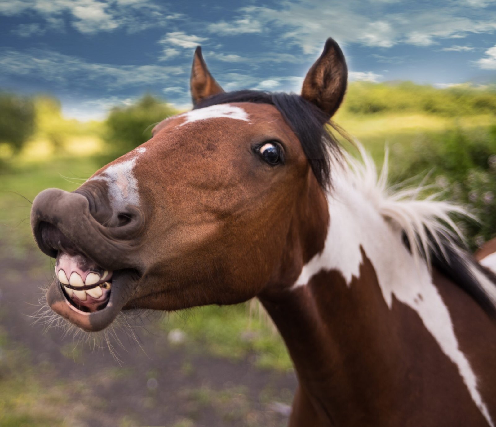 Fun and Shocking Facts About Horses!